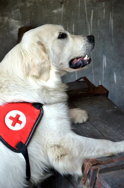 調査および救助犬 — ストック写真