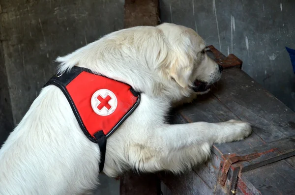 調査および救助犬 — ストック写真