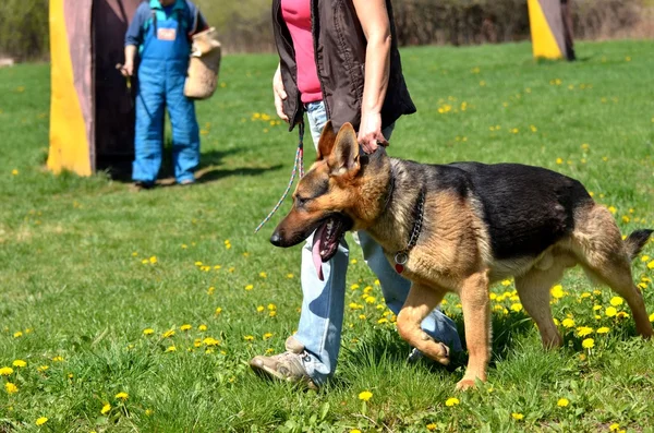 Немецкая овчарка - собака в собачьем учебном центре — стоковое фото