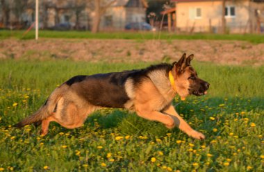 Alman çoban köpeği