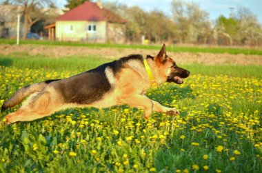 Alman çoban köpeği