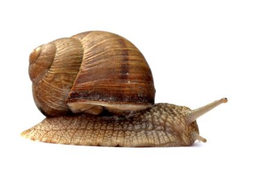 Snail isolated on white clipart