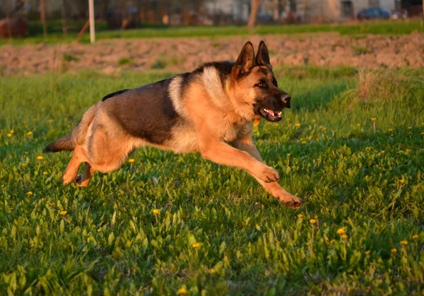 Alman çoban köpeği — Stok fotoğraf