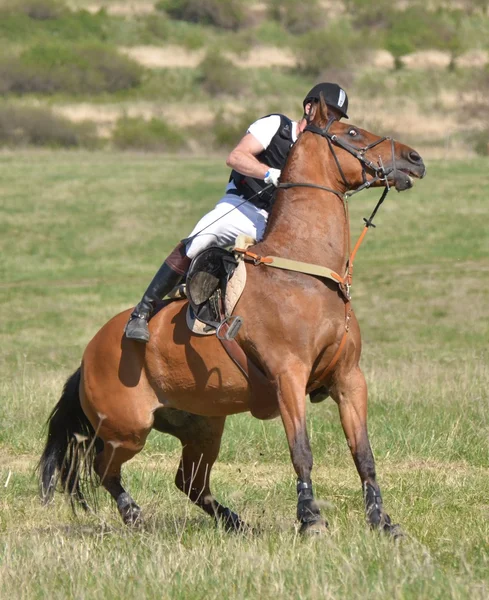 Cavalier en concours complet de chevaux — Photo