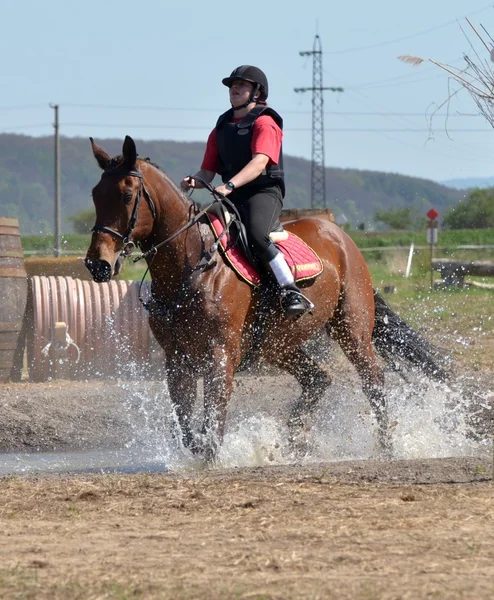 Cavaleiro eventing cavalo julgamento — Fotografia de Stock