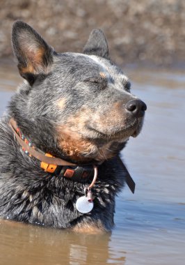 Avustralyalı büyükbaş hayvan köpek
