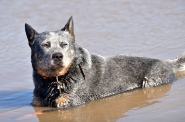 Avustralyalı büyükbaş hayvan köpek