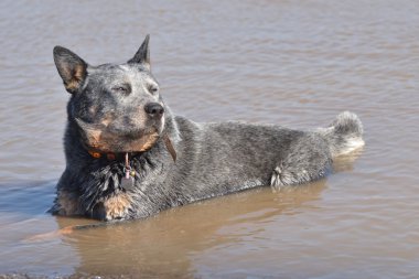 Avustralyalı büyükbaş hayvan köpek