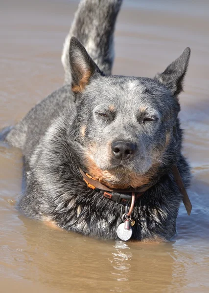 Австралійський пастуший собака — стокове фото