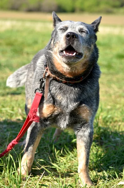 stock image Australian cattle dog