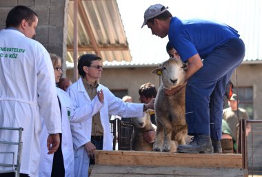 Tanımlanamayan çiftçiler üzerinde çiftlik gösterisi rams katılır