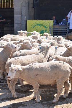 Tanımlanamayan çiftçiler üzerinde çiftlik gösterisi rams katılır