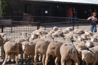 Tanımlanamayan çiftçiler üzerinde çiftlik gösterisi rams katılır