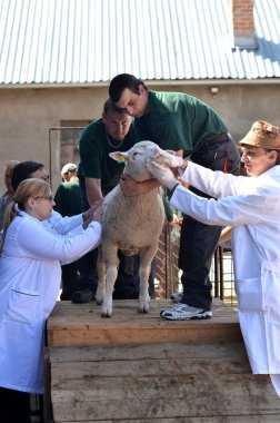 Tanımlanamayan çiftçiler üzerinde çiftlik gösterisi rams katılır