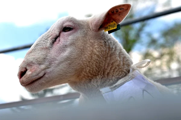 Овцы в машине — стоковое фото