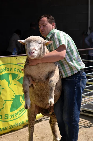 Agricultores não identificados participam dos carneiros Farm Show — Fotografia de Stock