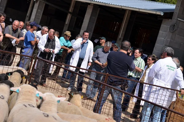 Neidentifikovaný zemědělci se podílí na farmě Ukázat beranů — Stock fotografie