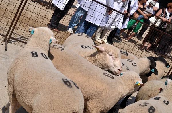 Agricultores no identificados participan en los carneros Farm Show —  Fotos de Stock