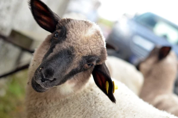 Sheep animal — Stock Photo, Image