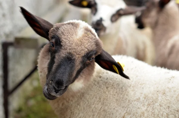 Owce zwierząt — Zdjęcie stockowe