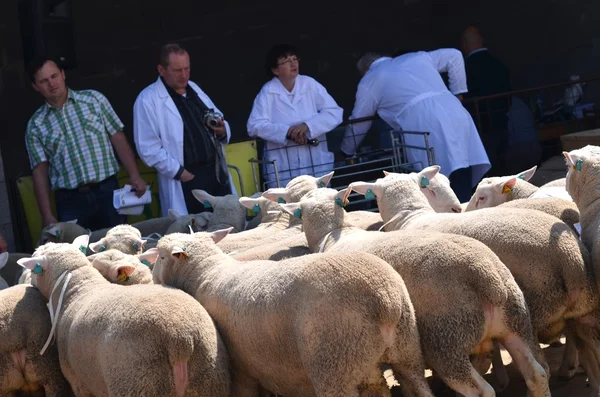 Mostrar carneiros e mercado — Fotografia de Stock