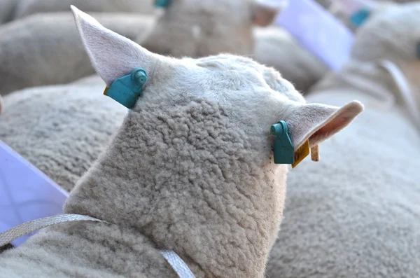 绵羊动物 — 图库照片