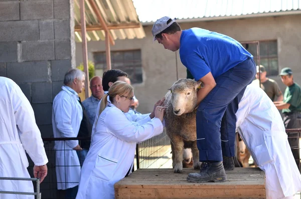 stock image Unidentified farmers participates on the Farm Show rams