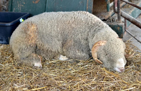 Ovce zvíře — Stock fotografie