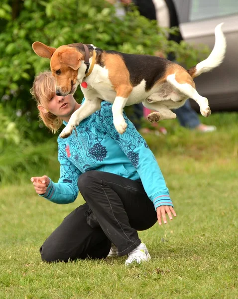 Beagle clearing een sprong op agility proef — Stockfoto