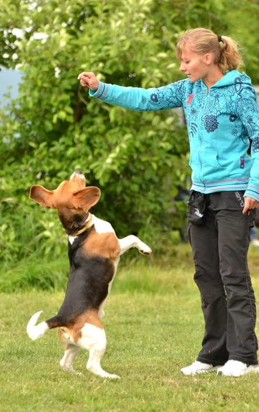 Beagle clearing a jump at agility trial — Stock Photo, Image