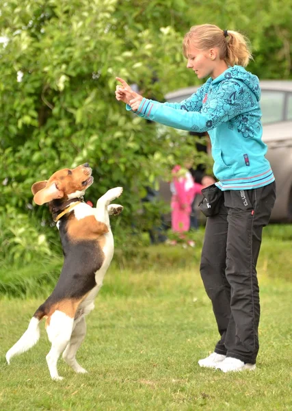 Beagle zrušením skok na agility zkušební — Stock fotografie