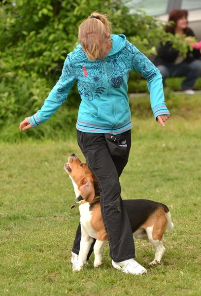 ビーグル犬の敏捷性試験でのジャンプをオフにします。 — ストック写真