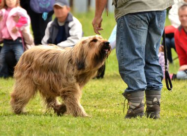 Briard dog clipart