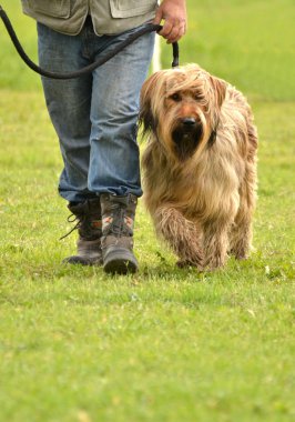 Brie çoban köpeği köpek