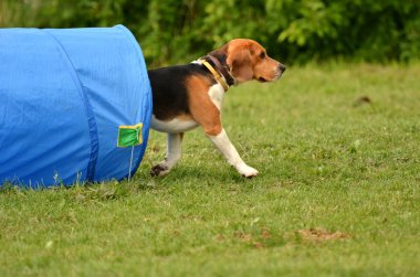 Beagle, çeviklik deneme