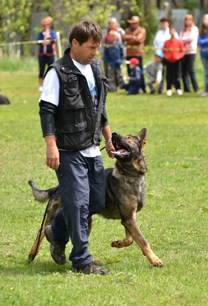 Cão em um treinamento de cão — Fotografia de Stock