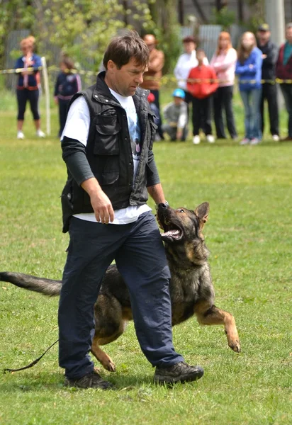 Dog at a dog training — Stock Photo, Image