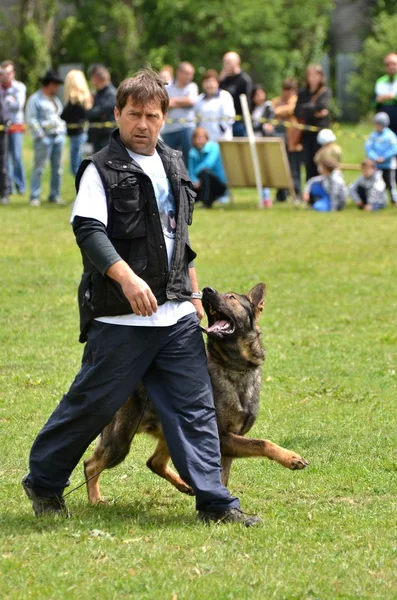 Cão em um treinamento de cão — Fotografia de Stock