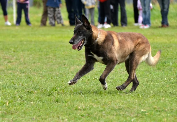 Belgische herder — Stockfoto