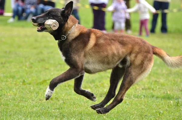 Belçika çoban — Stok fotoğraf