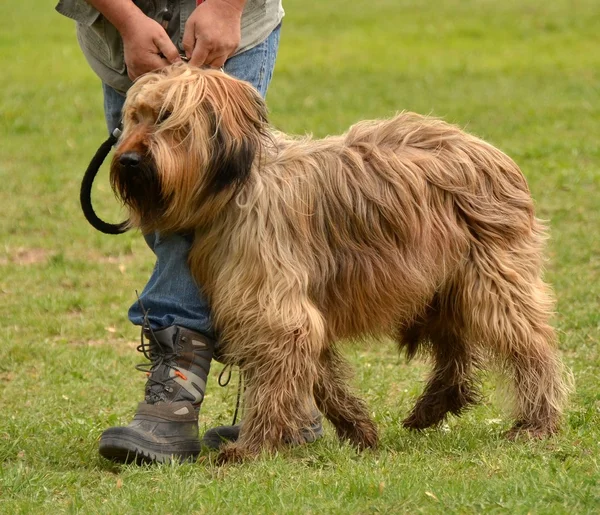 Briard собака — стокове фото