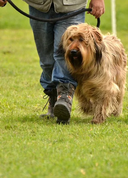 Briard perro —  Fotos de Stock