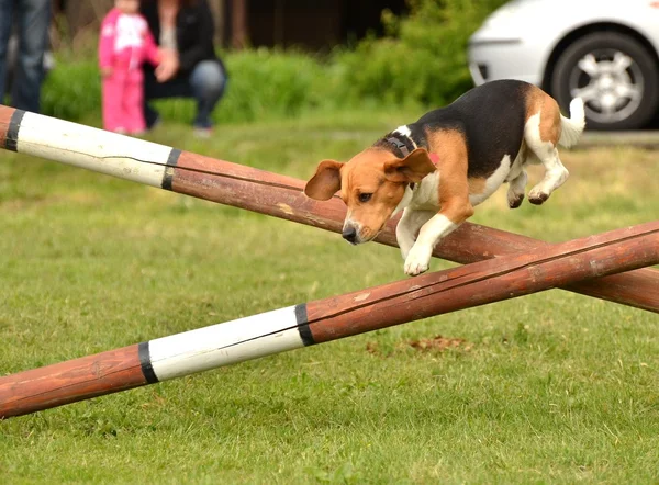 stock image Beagle at agility trial