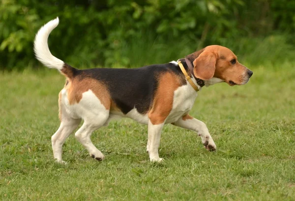 Beagle en prueba de agilidad —  Fotos de Stock