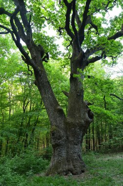 çok büyük bir meşe ağacı