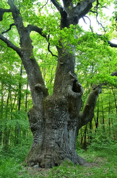 A very large oak tree — Stock Photo, Image
