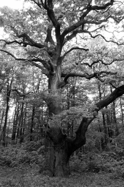 Дубове дерево — стокове фото