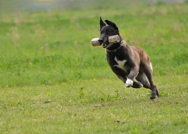 Perro corriendo —  Fotos de Stock