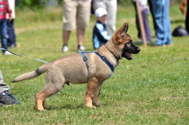 German shepherd puppy clipart