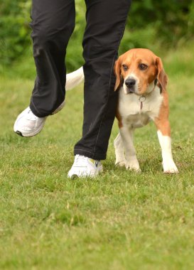 Beagle çeviklik